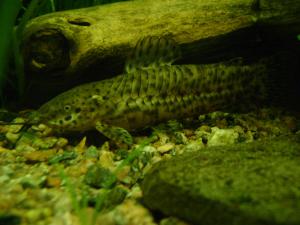 gallery_2083_66_691839.jpg