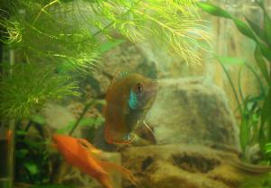 gallery_2408_4_275248.jpg