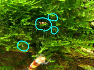 gallery_3312_27_550188.jpg