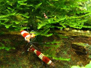 gallery_3312_27_736207.jpg