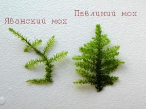 gallery_3312_83_192255.jpg