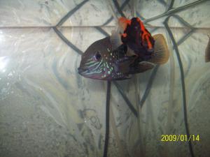 gallery_4516_84_700948.jpg