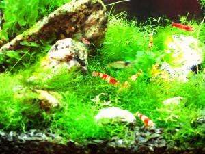 gallery_3133_94_407566.jpg