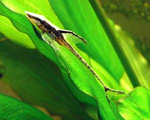 gallery_3824_91_208303.jpg