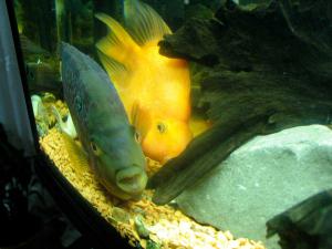 gallery_874_90_67055.jpg