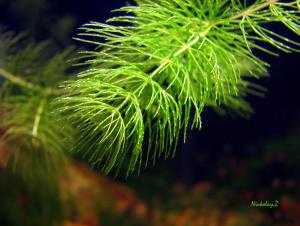 gallery_3062_96_578115.jpg
