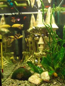 gallery_1385_108_68239.jpg
