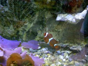 gallery_1522_134_273347.jpg