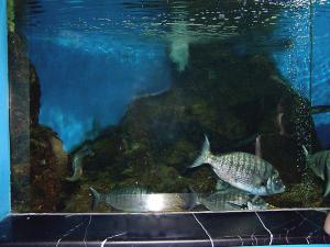gallery_1522_134_306386.jpg