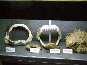 gallery_1522_134_87358.jpg