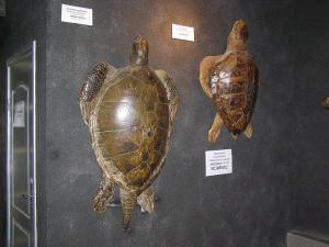 gallery_1522_134_11538.jpg