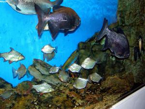 gallery_1522_134_176103.jpg