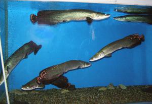 gallery_1522_134_85027.jpg