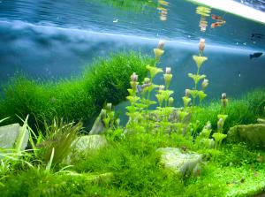 gallery_4206_86_206839.jpg