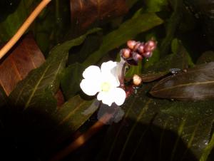 gallery_4725_177_1473098.jpg