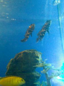 gallery_6089_197_98368.jpg