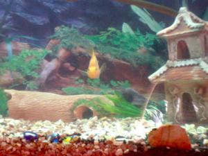 gallery_6110_201_29169.jpg