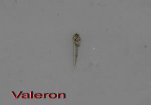 gallery_4200_137_20408.jpg