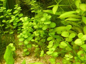 gallery_4722_213_208566.jpg