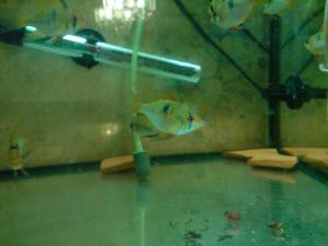 gallery_5915_220_502092.jpg