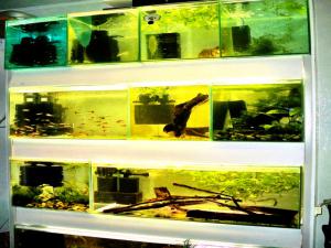gallery_6764_230_159298.jpg