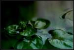 tn_gallery_6735_228_30226.jpg
