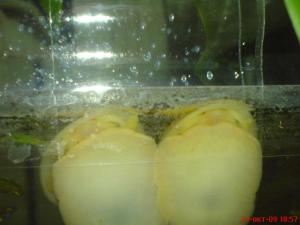 gallery_2538_231_16738.jpg