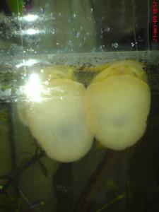 gallery_2538_231_39886.jpg