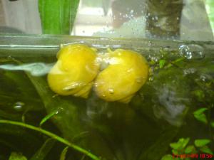 gallery_2538_231_41269.jpg