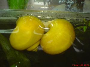 gallery_2538_231_44011.jpg