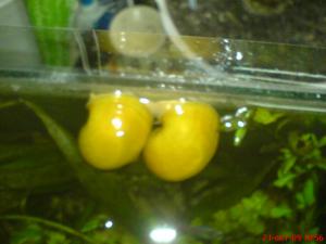 gallery_2538_231_54757.jpg