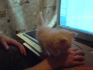 gallery_2538_232_22395.jpg
