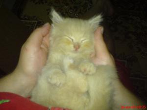 gallery_2538_232_29334.jpg