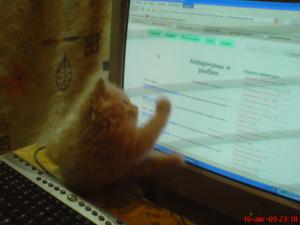 gallery_2538_232_34877.jpg