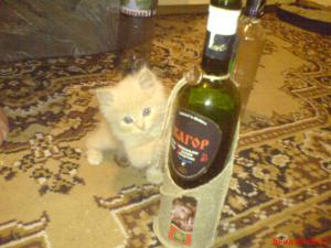 gallery_2538_232_47632.jpg
