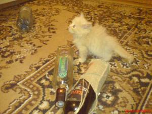 gallery_2538_232_94035.jpg