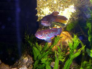 gallery_6764_230_136564.jpg
