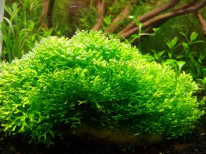 gallery_4016_50_11635.jpg