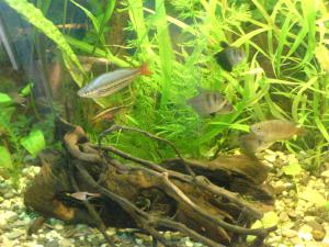 gallery_6586_234_316313.jpg