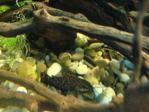 gallery_6586_234_504697.jpg