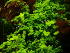 gallery_2124_19_1285520.jpg