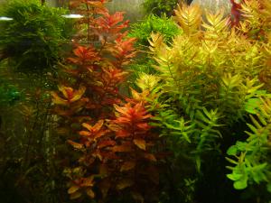gallery_2124_19_1289556.jpg