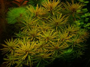 gallery_2124_19_1499710.jpg