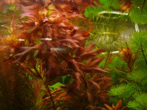 gallery_2124_19_3283475.jpg