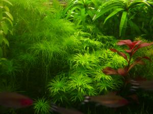 gallery_2124_19_3407926.jpg