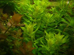 gallery_2124_19_82017.jpg