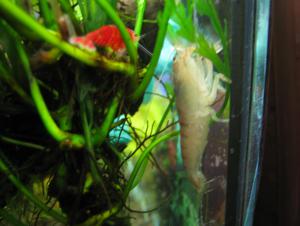 gallery_3093_248_554179.jpg
