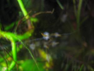 gallery_3093_248_791788.jpg