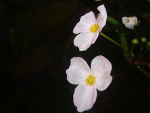 gallery_6367_261_1218020.jpg