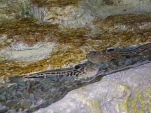 gallery_1522_269_199360.jpg